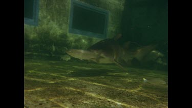 shark swimming slowly in pool