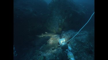 grey nurse shark swimming among rocks, light fom diver