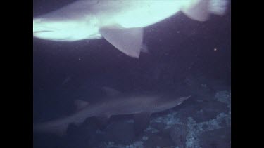 Grey nurse sharks swimming around