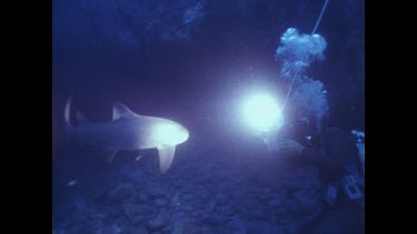grey nurse shark swimming among rocks, light fom diver