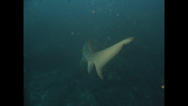 grey nurse shark swimming above coral