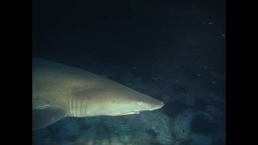 grey nurse shark swimming above coral