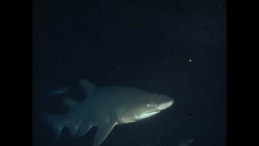 grey nurse sharks swimming at night