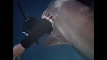 Rod Fox, mock shark attack stills