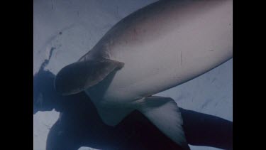 Rod Fox, mock shark attack stills