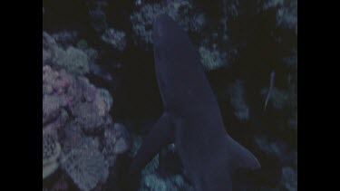 divers photographing reef shark