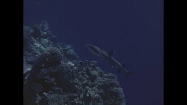 divers photographing reef shark
