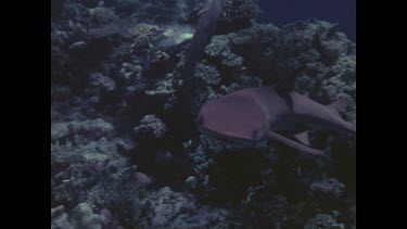 divers photographing reef shark