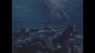 divers photographing reef shark