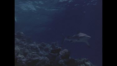 divers photographing reef shark