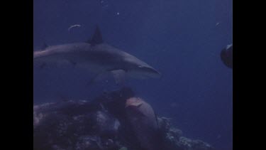 divers photographing reef shark