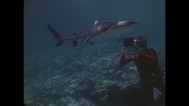 divers photographing reef shark