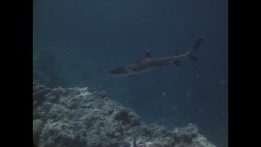 divers photographing reef shark