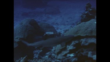 divers photographing reef shark