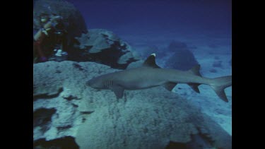 divers photographing reef shark