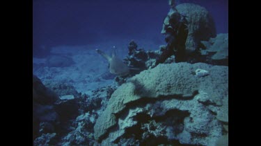 diver photographing reef shark