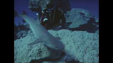 diver photographing reef shark