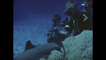 diver photographing reef shark