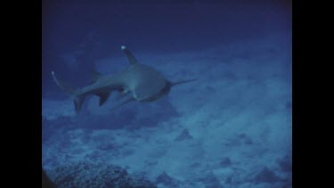 diver photographing reef shark