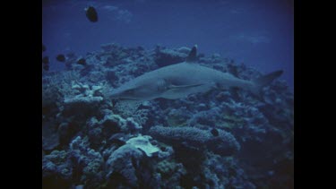 diver photographing reef shark