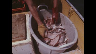 putting fish scraps in wtaer sharks and seagulls feed