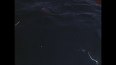 topside sharks swimming underwater
