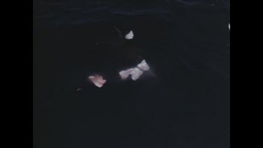 sharks feeding at the side of boat