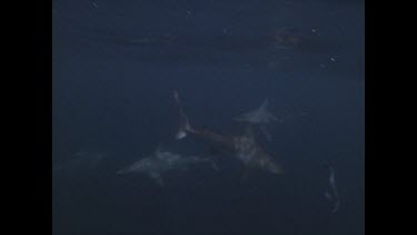 Spinner sharks feeding on fish scraps