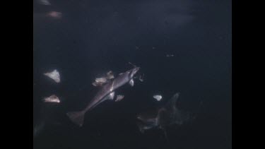 Spinner sharks feeding on fish scraps