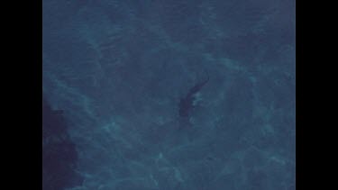 black tip shark swims in shallows