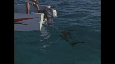 woman photographing shark