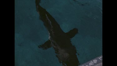 shark swims under small boat