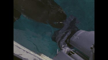 shark swims under small boat