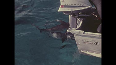 Valerie feeds shark from dhingy