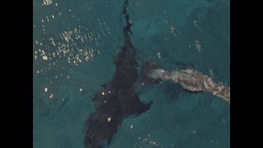 Shark swimming near boat