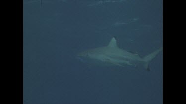 Black tip swims through water