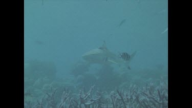 Black tip swims through water