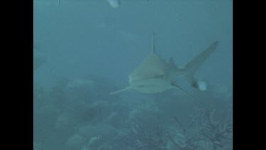 Black tip swims through water