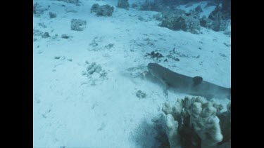 Shark feeding rasiing sand