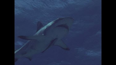 shark swimming overhead