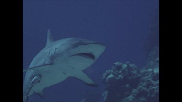 shark swimming near valerie