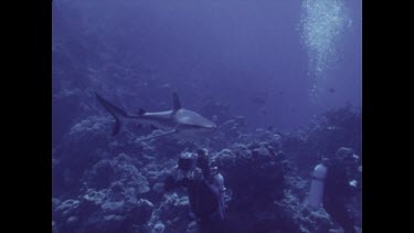 shark swimming near divers