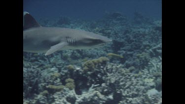 white tip shark swimming over coral