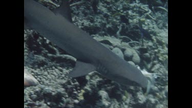 white tip shark swimming over coral