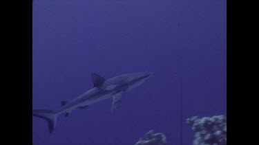 grey reef shark swimming divers photograph