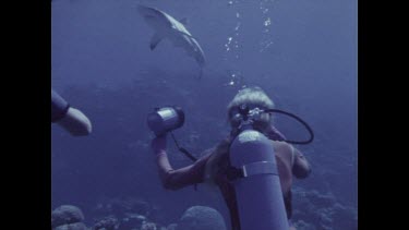 grey reef shark swimming divers photograph