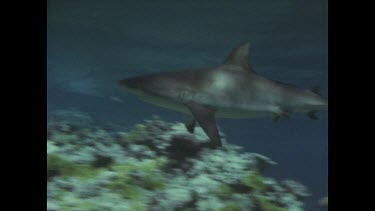 grey reef shark swimming