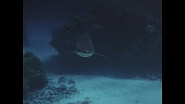 grey reef shark swimming