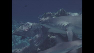 Sharks squabling over food