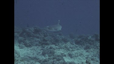 CM0071-RT-0038534 dead ray and remora